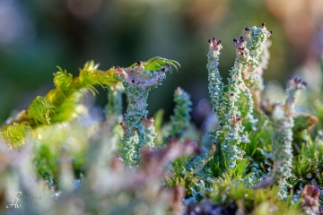 RHO_0029_Pilze_Flechten_9717