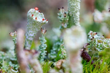RHO_0030_Pilze_Flechten_9725
