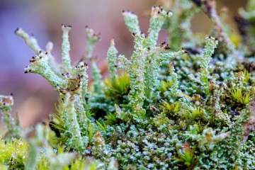 RHO_0031_Pilze_Flechten_9731
