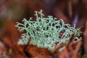 RHO_0032_Pilze_Flechten_7624