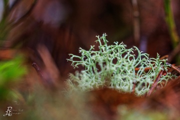 RHO_0033_Pilze_Flechten_7656
