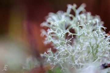 RHO_0034_Pilze_Flechten_7693