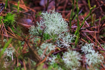 RHO_0035_Pilze_Flechten_7730