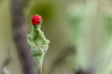 RHO_0036_Pilze_Flechten_5246