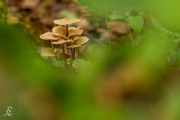 RHO_0037_Pilze_Flechten_8528