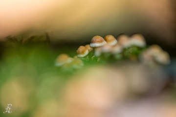 RHO_0038_Pilze_Flechten_8566