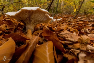 RHO_0039_Pilze_Flechten_1808