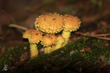 RHO_0040_Pilze_Flechten_3349