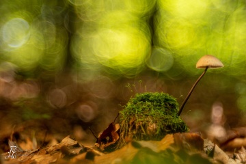 RHO_0041_Pilze_Flechten_2668