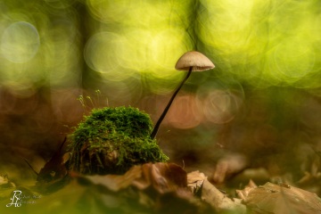 Waldboden