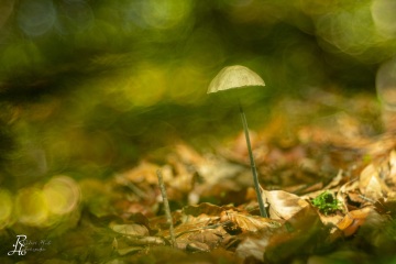 RHO_0043_Pilze_Flechten_2704