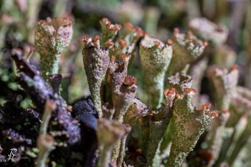 RHO_0044_Pilze_Flechten_1567