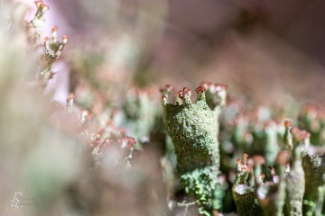 RHO_0045_Pilze_Flechten_1585