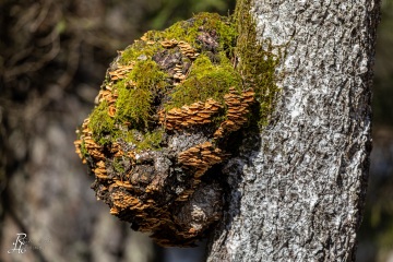 RHO_0046_Pilze_Flechten_1653
