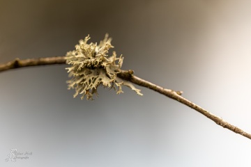 RHO_0047_Pilze_Flechten_3789