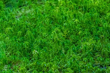 RHO_0048_Pilze_Flechten_7504