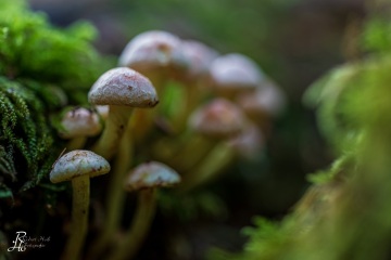 RHO_0049_Pilze_Flechten_2208