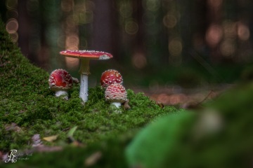 RHO_0050_Pilze_Flechten_2308