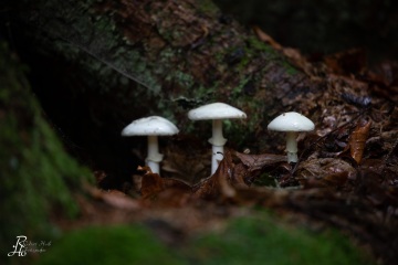 RHO_0051_Pilze_Flechten_0028