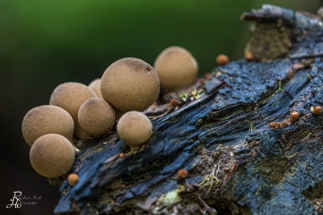 RHO_0052_Pilze_Flechten_1565