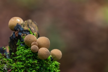 RHO_0053_Pilze_Flechten_1576
