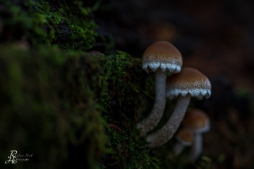 RHO_0054_Pilze_Flechten_1689