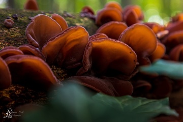 RHO_0056_Pilze_Flechten_1746