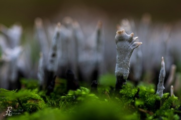 Geweih-Holzkeule