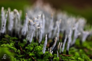 RHO_0058_Pilze_Flechten_2045