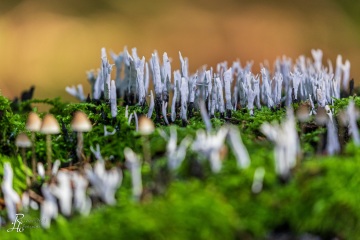 RHO_0059_Pilze_Flechten_2214