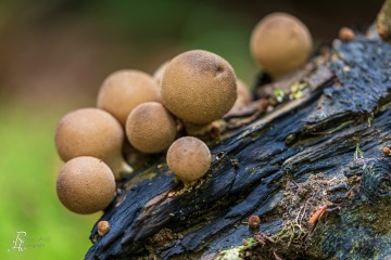 RHO_0060_Pilze_Flechten_2398