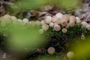 RHO_0061_Pilze_Flechten_2438