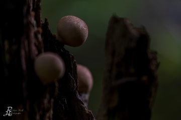 RHO_0062_Pilze_Flechten_2458