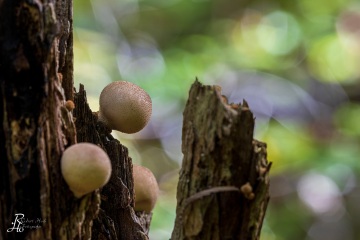 RHO_0063_Pilze_Flechten_2462