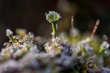 RHO_0064_Pilze_Flechten_4201