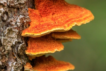 RHO_0065_Pilze_Flechten_9584