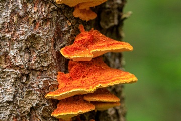 RHO_0066_Pilze_Flechten_9602