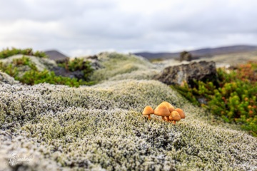 RHO_0067_Pilze_Flechten_6511