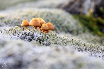 RHO_0069_Pilze_Flechten_6527