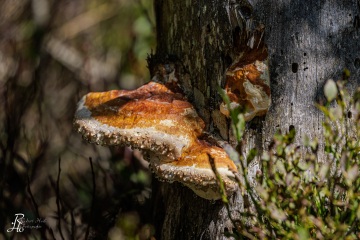 RHO_0070_Pilze_Flechten_5400
