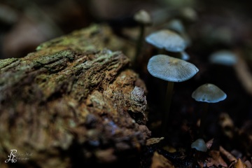 RHO_0071_Pilze_Flechten_5584