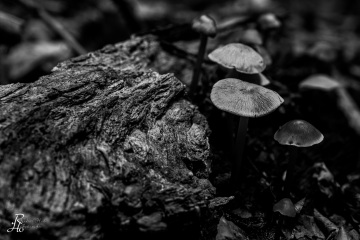 RHO_0072_Pilze_Flechten_5591