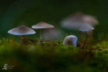 RHO_0073_Pilze_Flechten_5831