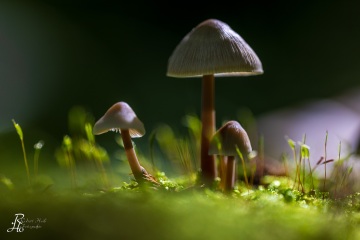 RHO_0074_Pilze_Flechten_5841