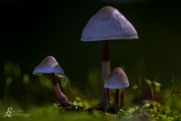 RHO_0075_Pilze_Flechten_5848