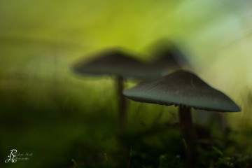 RHO_0076_Pilze_Flechten_5850