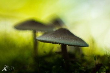 RHO_0077_Pilze_Flechten_5855