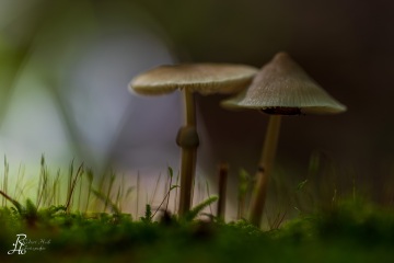 RHO_0078_Pilze_Flechten_5861