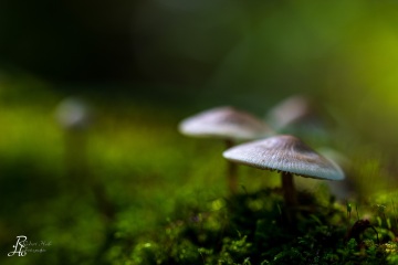 RHO_0079_Pilze_Flechten_5888