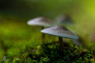RHO_0080_Pilze_Flechten_5892